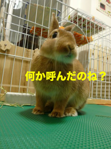 P1080203のコピー