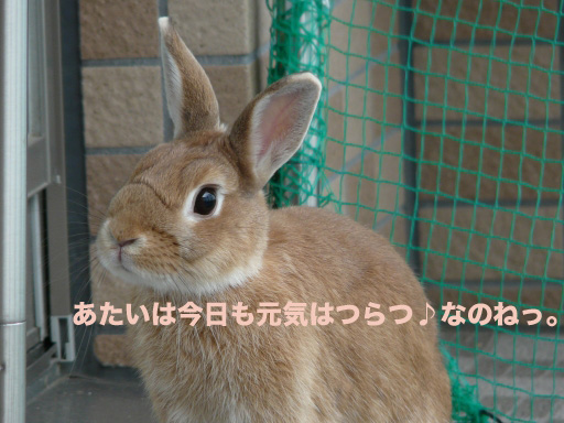 P1060214のコピー