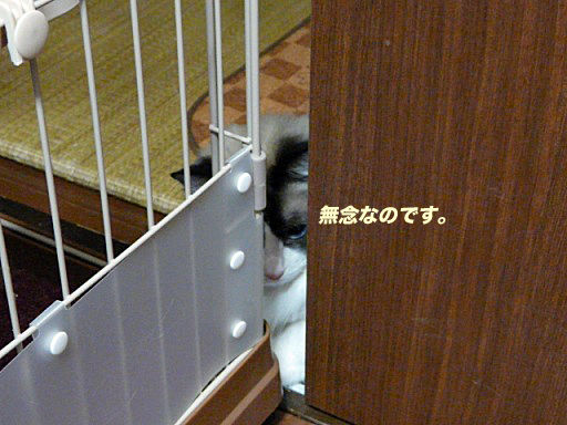 P1150372のコピ