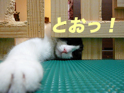 P1130882のコピ