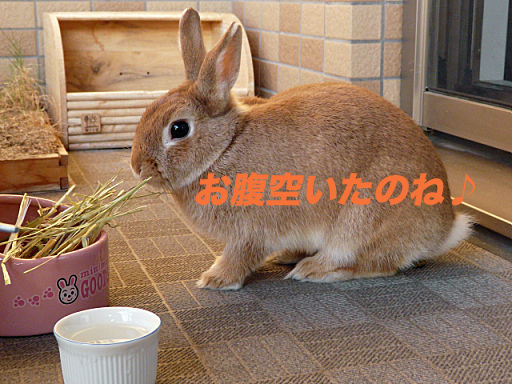 P1120519のコピー