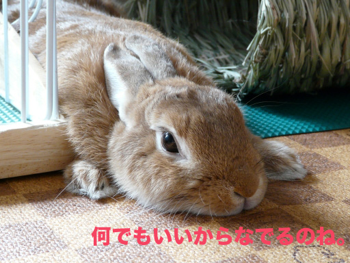 P1050558のコピー