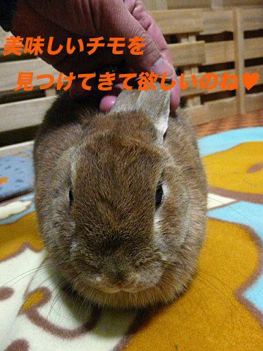 P1150199のコピ