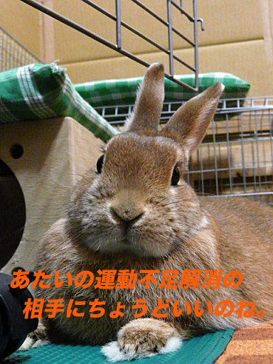 P1150288のコピ