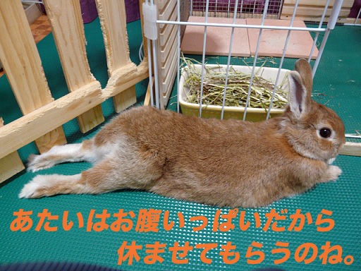 P1110676のコピー