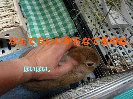 P1150959のコピー