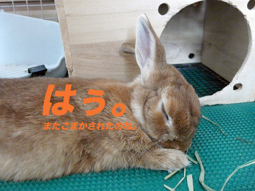 P1110319のコピー