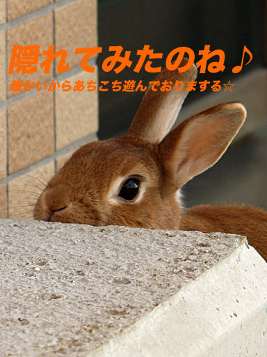 P1130542のコピー