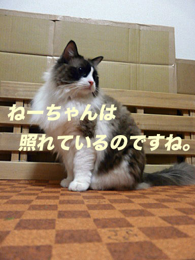 P1150348のコピ