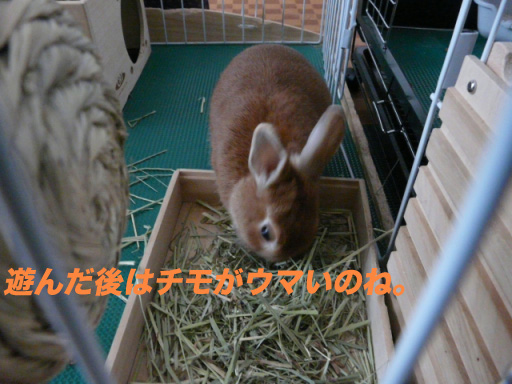 P1090905のコピー
