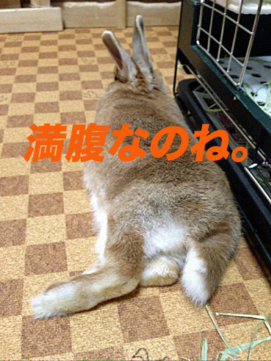 IMG_1021のコピー