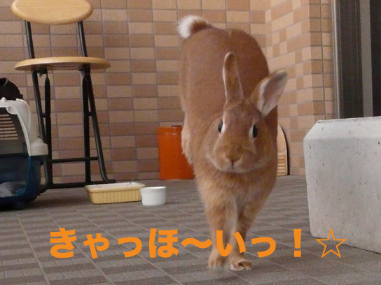 P1030536-1のコピー