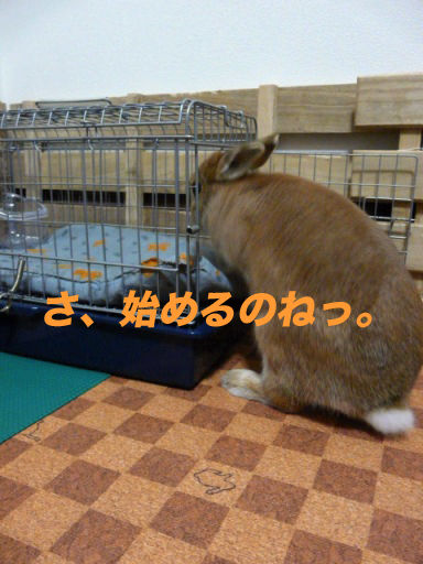 P1150122のコピ
