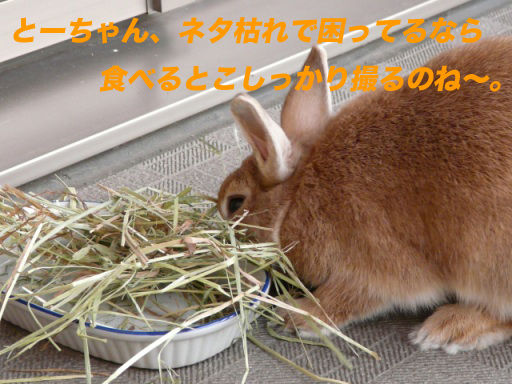 P1140634のコピ