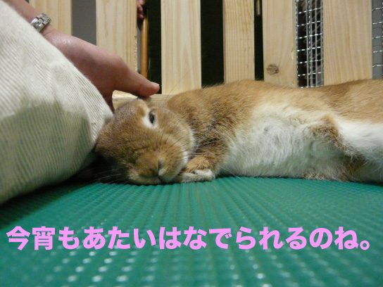 P1030607のコピー