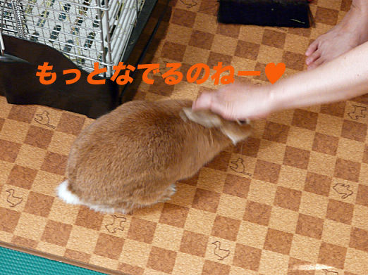 P1160145のコピー