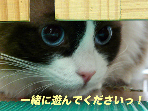 P1130875のコピ