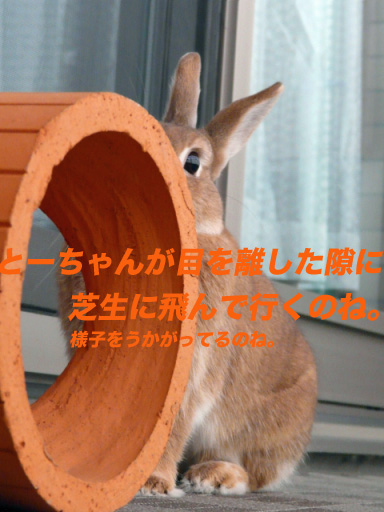 P1100291のコピー