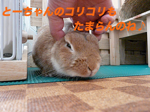 P1120802のコピー