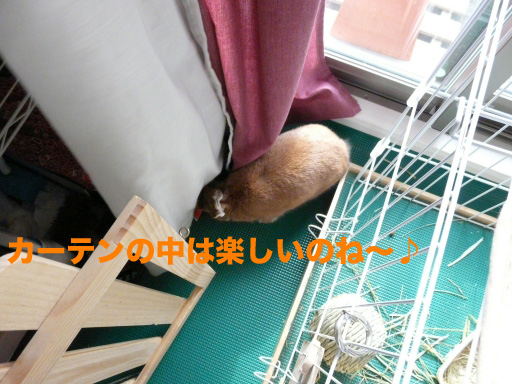 P1060928のコピー