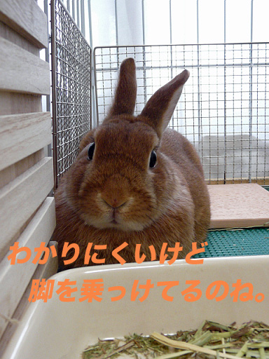 P1100703のコピー