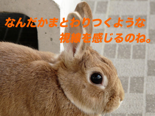 P1130739のコピー