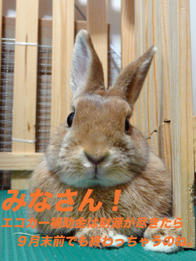 P1110581のコピー