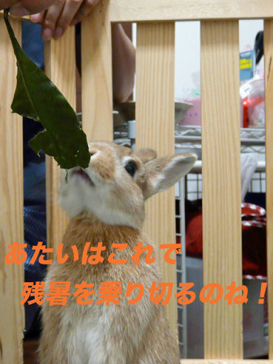 P1110661のコピー