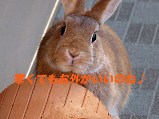 P1120527のコピー