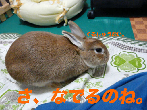 P1130457のコピー