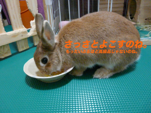 P1120835のコピー