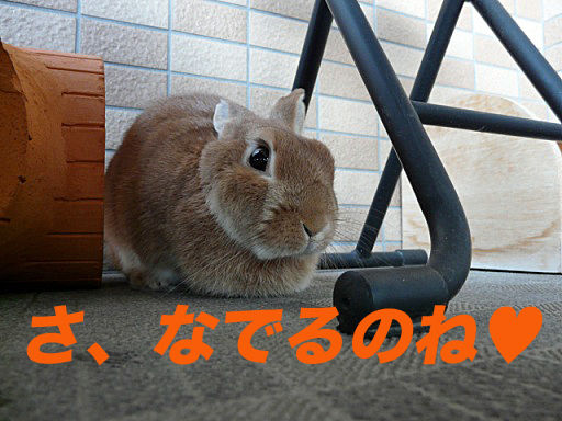 P1140976のコピ