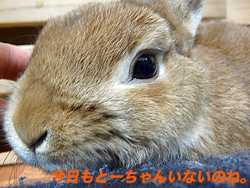P1130046のコピー