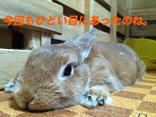 26のコピー