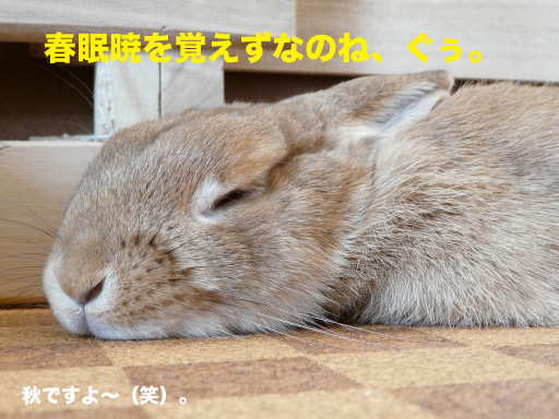 P1060923のコピー