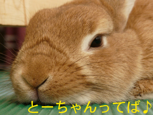 P1070803のコピー