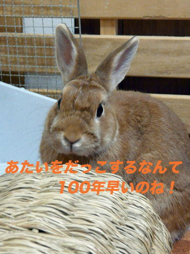 P1110227のコピー