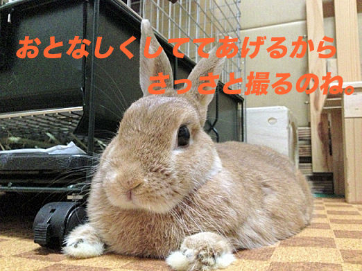 26のコピー