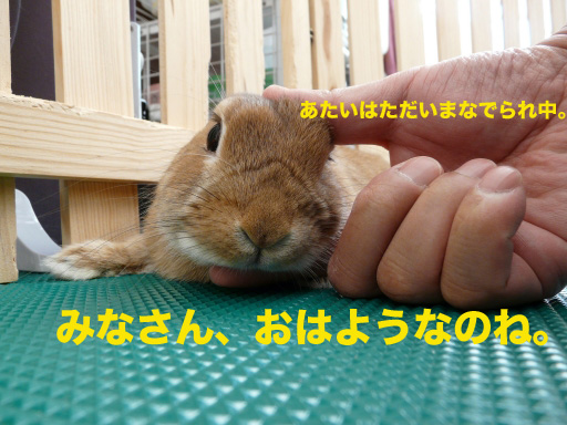 P1080067のコピー