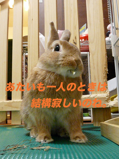 P1110461のコピー