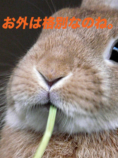 P1120250のコピー