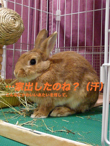 P1110336のコピー