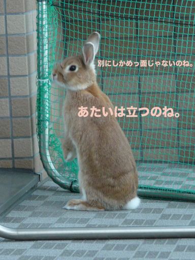 P1060231のコピー