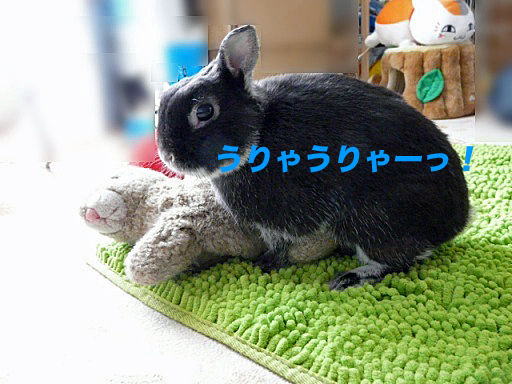 P1150449αのコピー