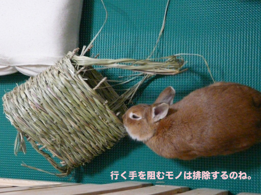 P1050564のコピー