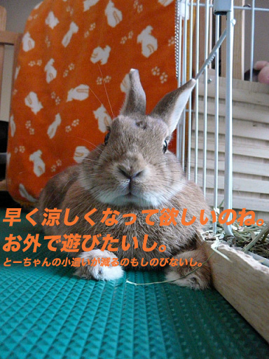 P1110387のコピー