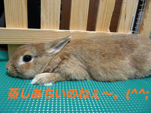 P1110492のコピー
