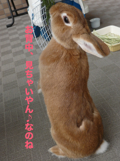 P1030895のコピー