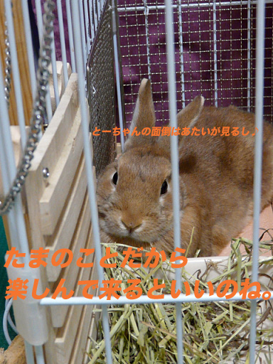 P1110342のコピー