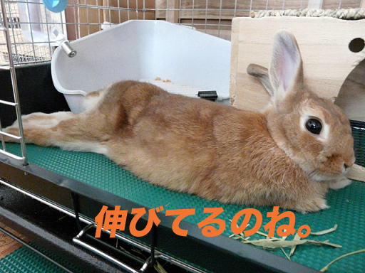 P1110315のコピー